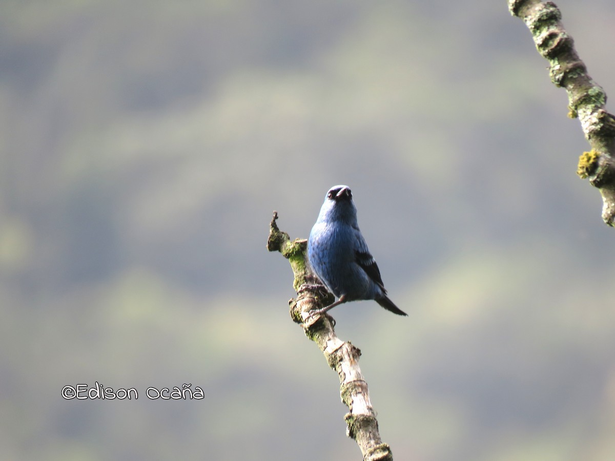 Blue-and-black Tanager - Edison🦉 Ocaña