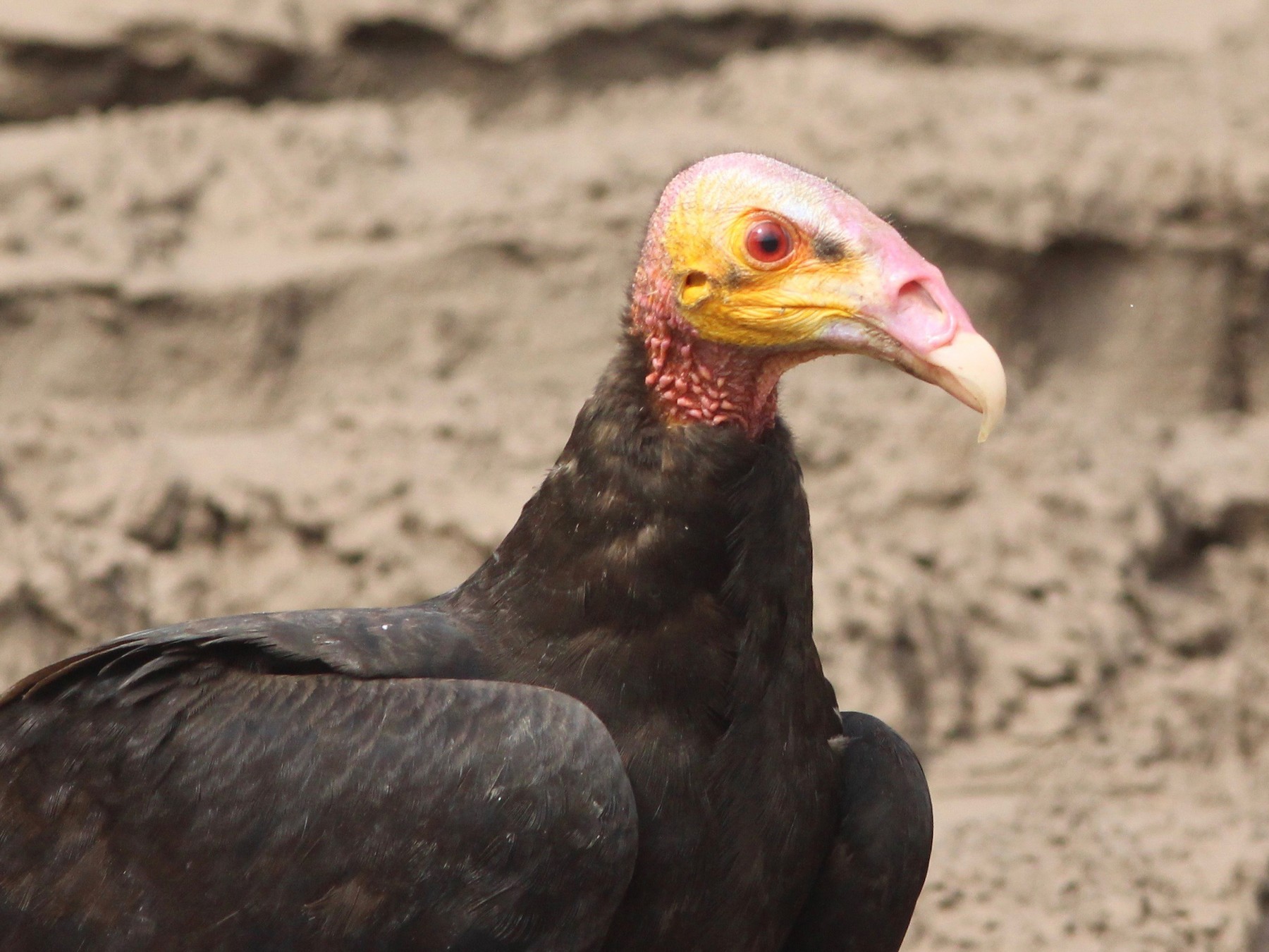 Lesser Yellow-headed Vulture - Oscar Johnson