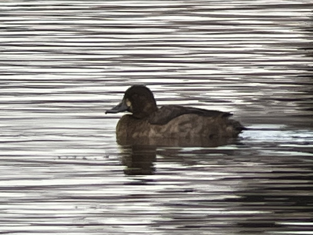 Greater Scaup - Eric Heisey