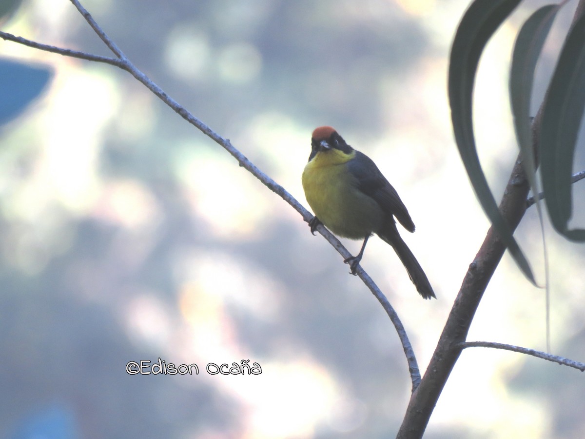 Yellow-breasted Brushfinch - Edison🦉 Ocaña