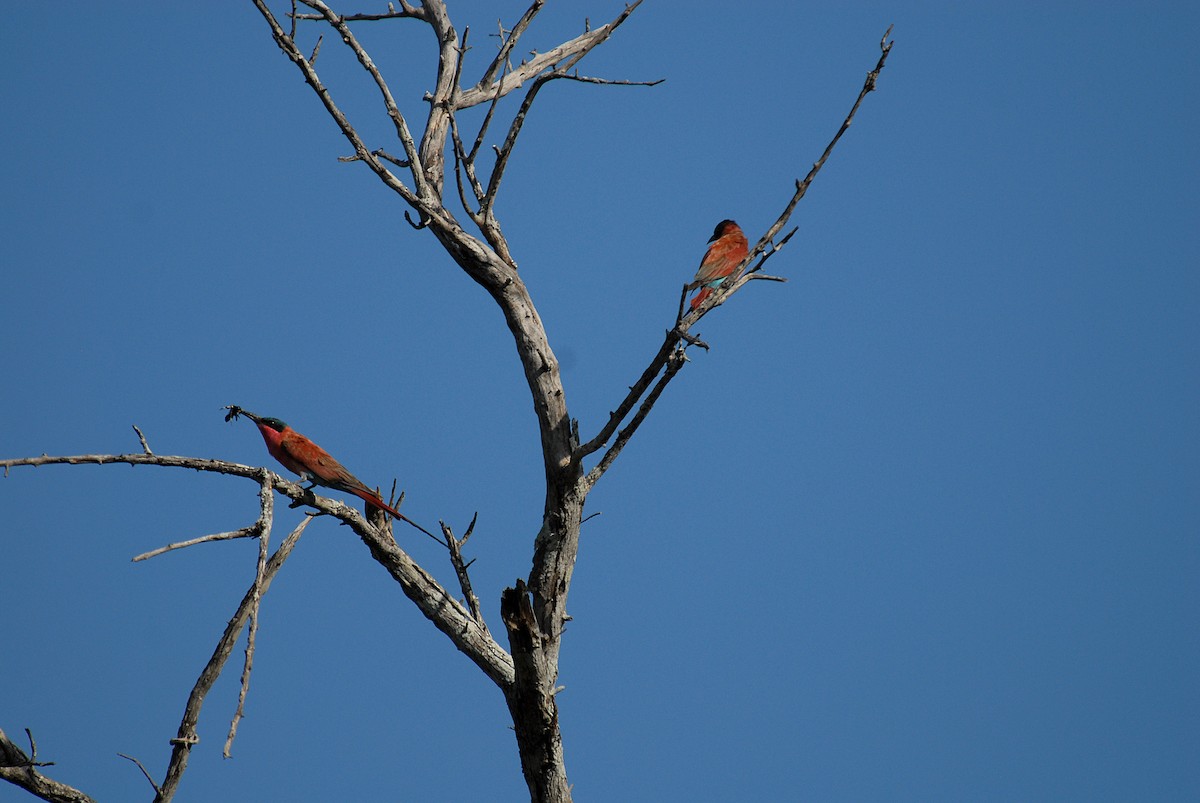 Southern Carmine Bee-eater - Maxime Zucca