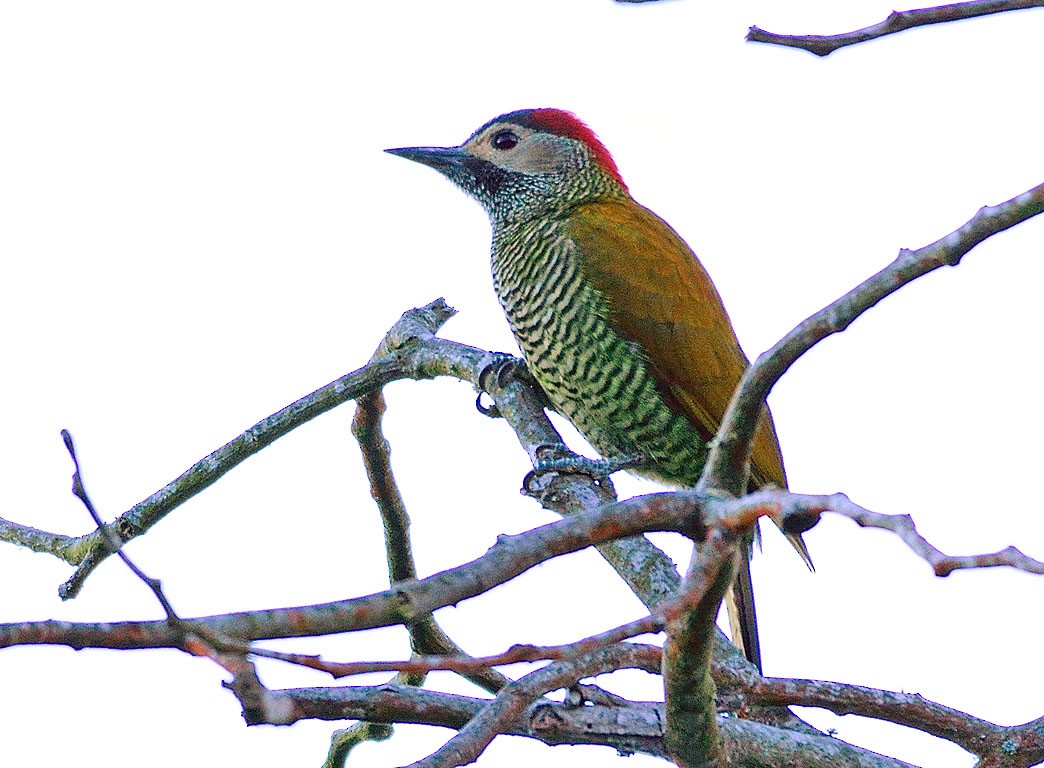 Golden-olive Woodpecker - ML393950571
