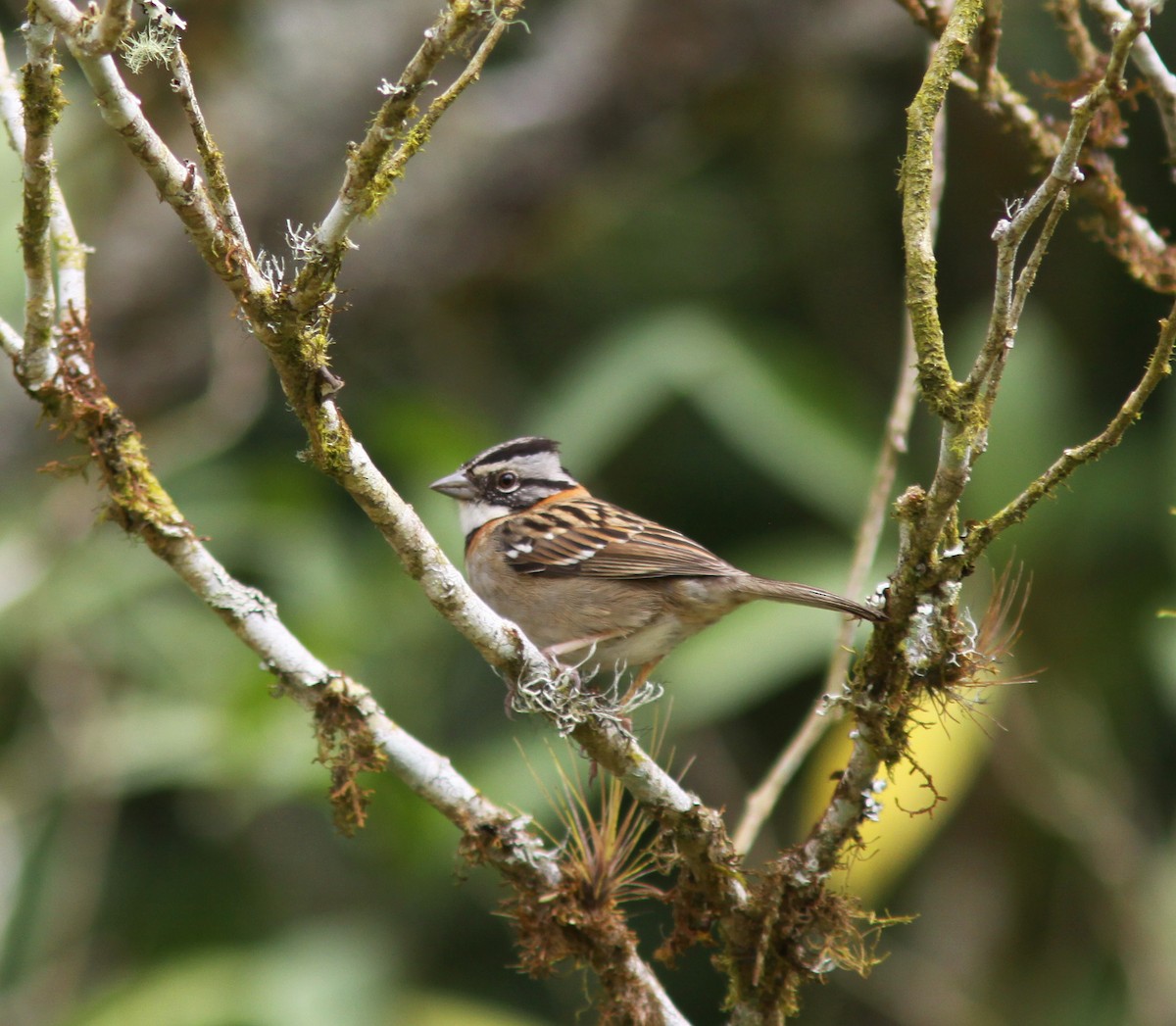 Rufous-collared Sparrow - ML393954741