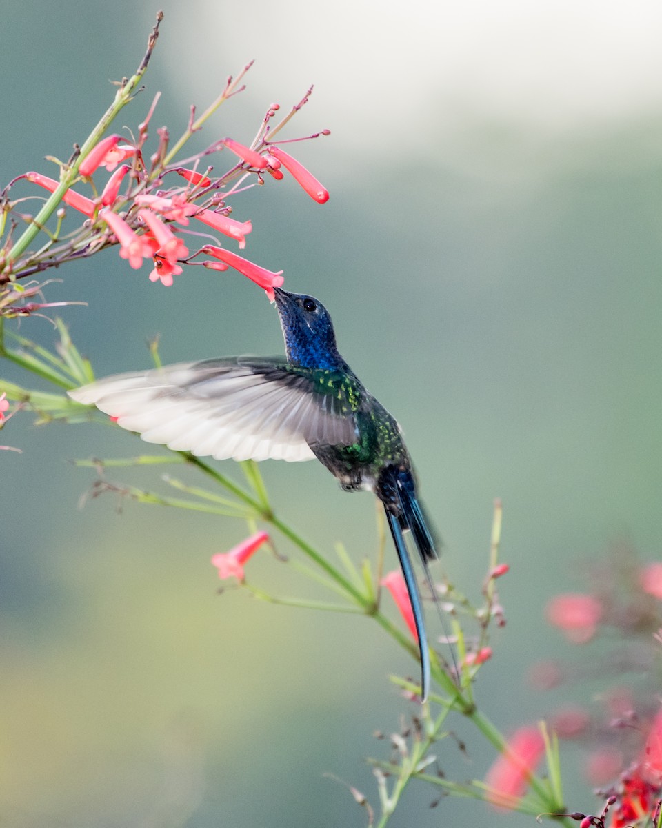 Swallow-tailed Hummingbird - Hank Davis