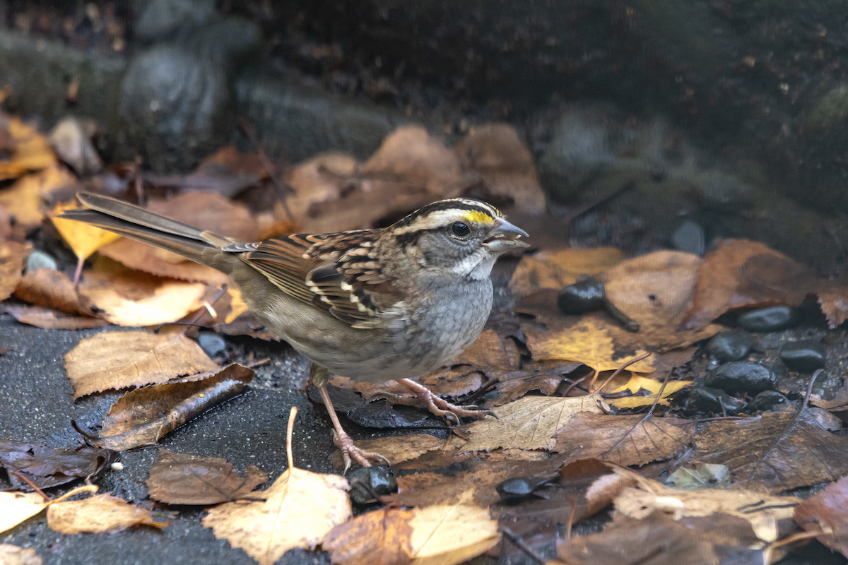 White-throated Sparrow - ML393955411