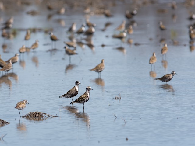 Habitat - American Golden-Plover - 