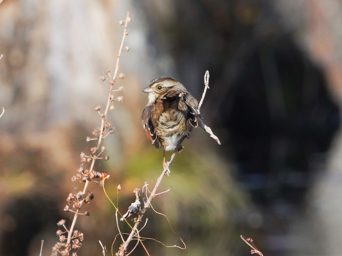 Swamp Sparrow - Penny Owings