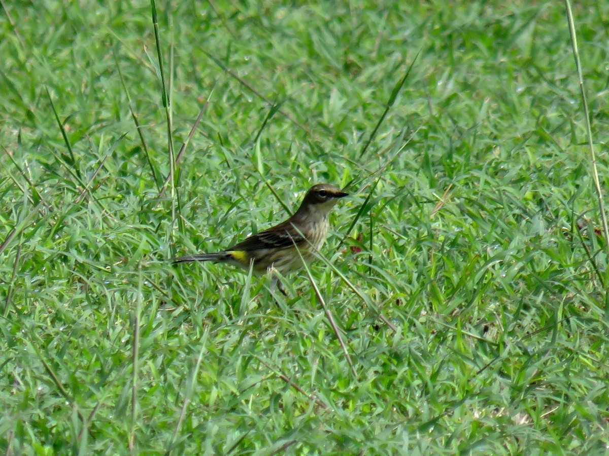 Yellow-rumped Warbler (Myrtle) - John van Dort