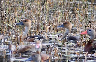 Fulvous Whistling-Duck, ML393966321