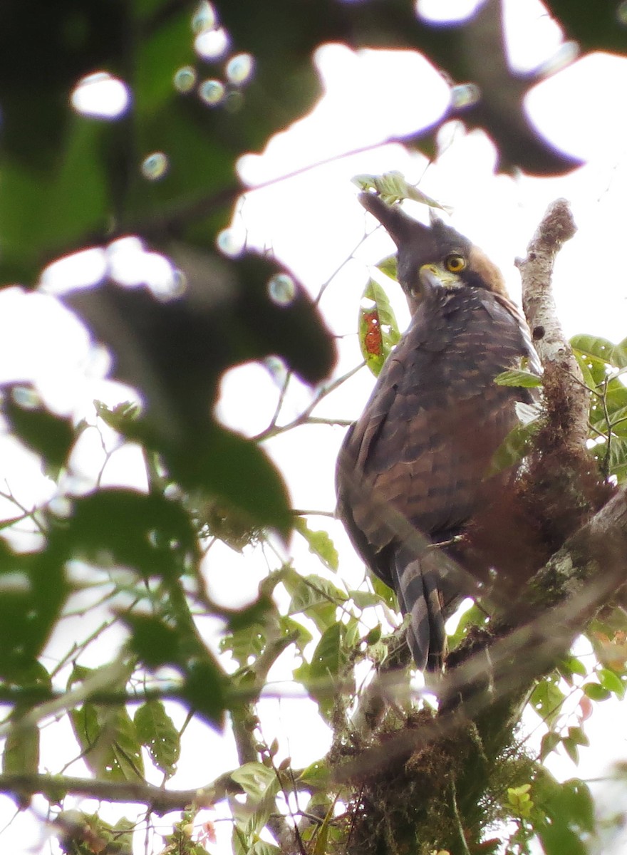 Ornate Hawk-Eagle - Johnnier Arango 🇨🇴 theandeanbirder.com