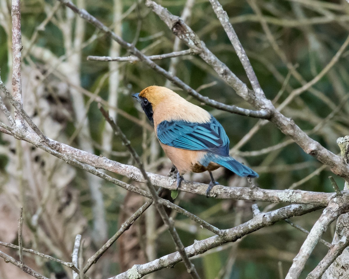 Burnished-buff Tanager - ML39397981