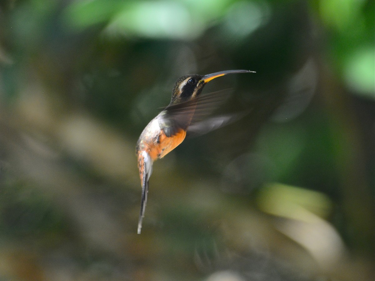 Черногорлый колибри-отшельник - ML39398081