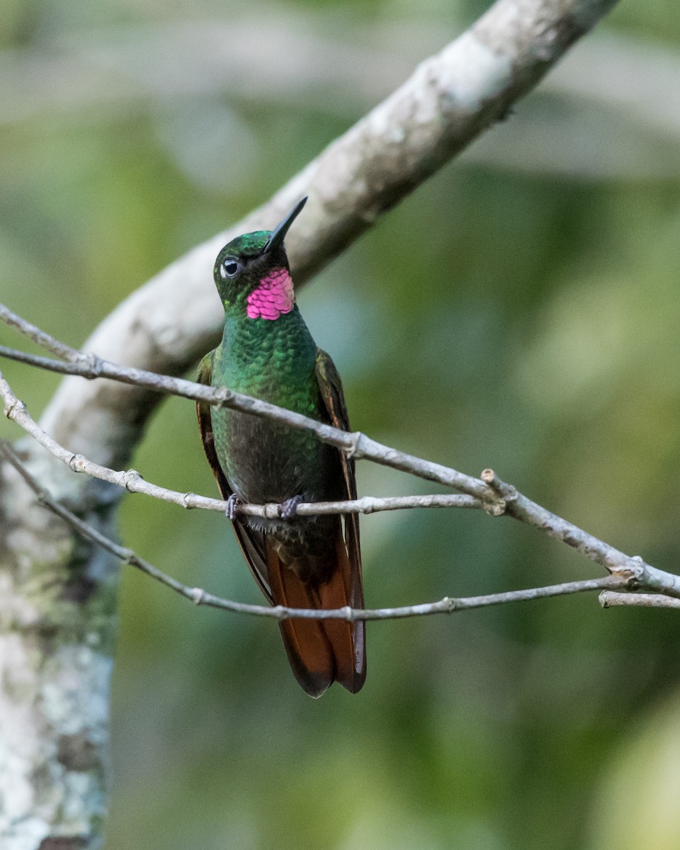kolibřík brazilský - ML39398191