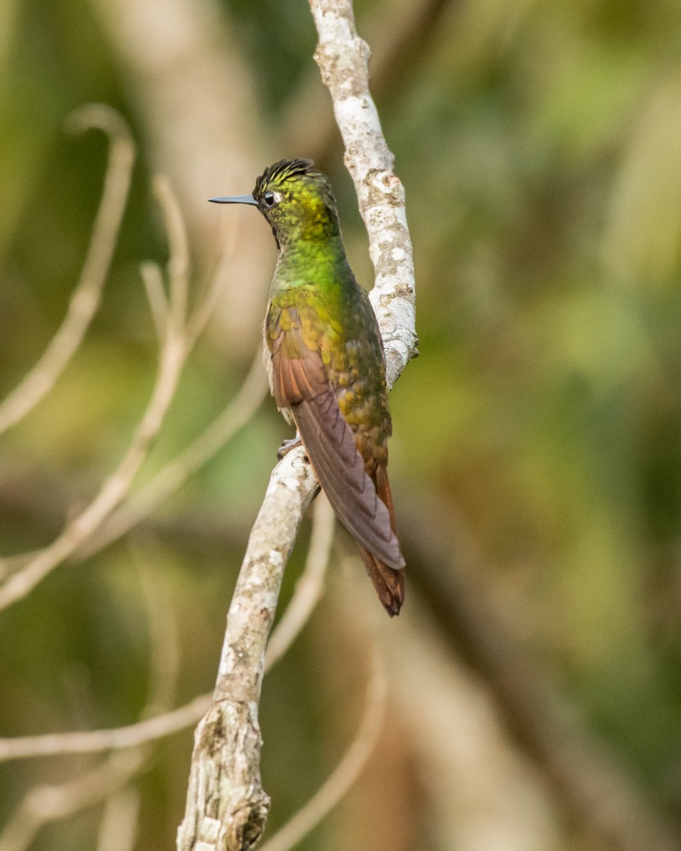 kolibřík brazilský - ML39398201