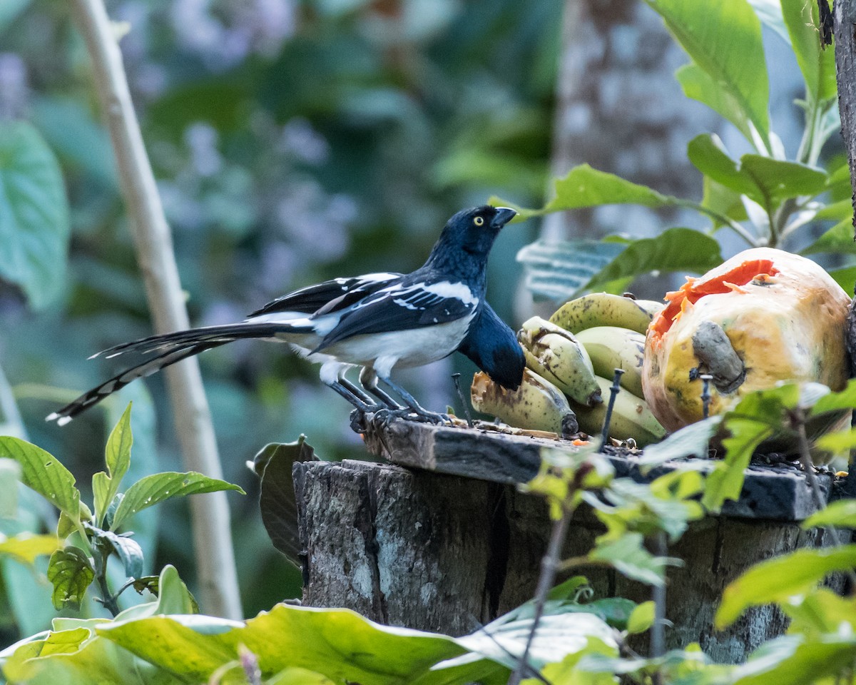 Magpie Tanager - ML39398251