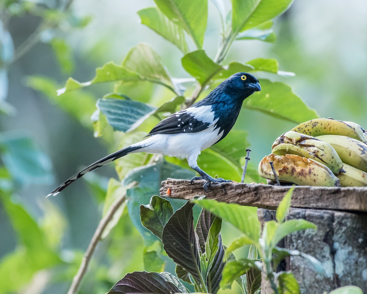 Magpie Tanager - ML39398271