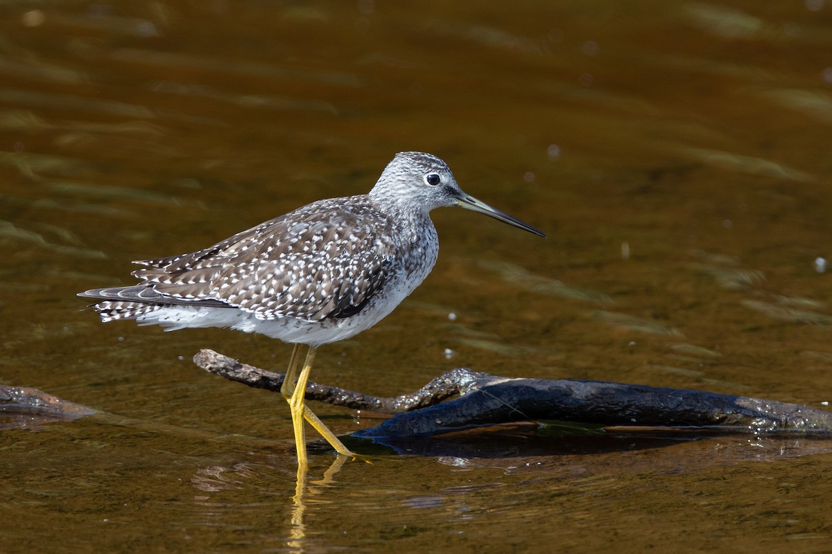 Greater Yellowlegs - André Turcot