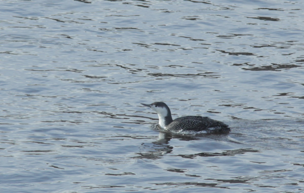 Red-throated Loon - ML393983381