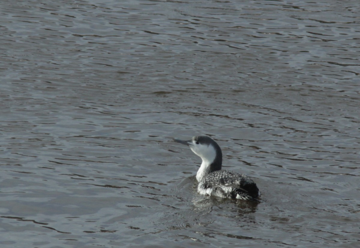 Red-throated Loon - ML393983421