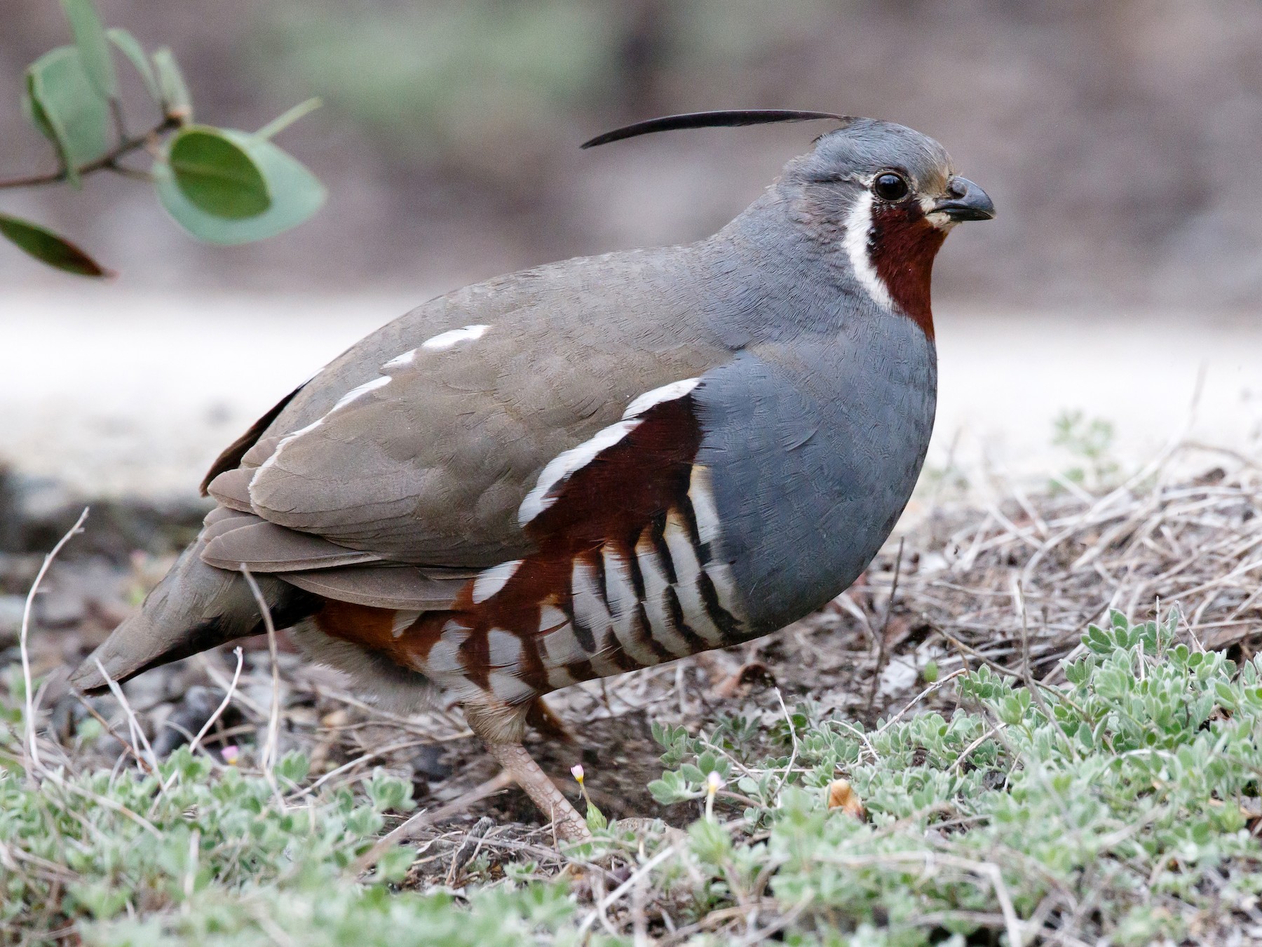 Mountain Quail - Jeff Stacey