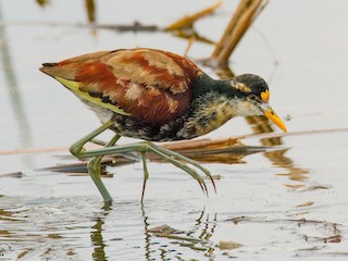 Northern Jacana - eBird