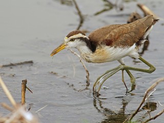  - Northern Jacana