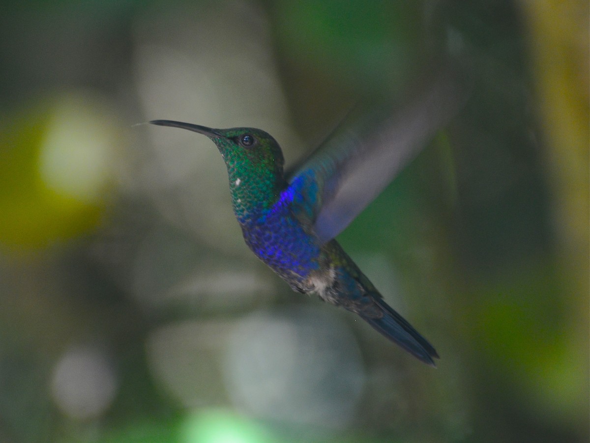 kolibřík nymfový - ML39399101