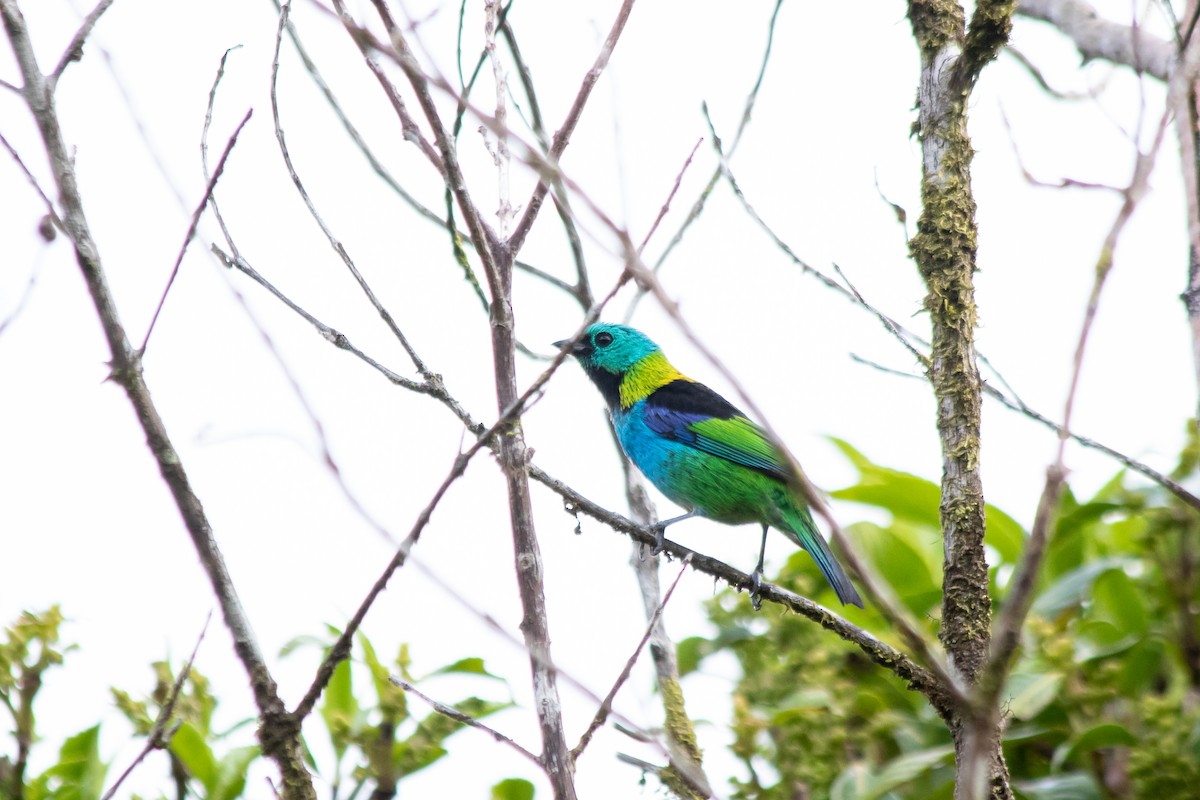 Green-headed Tanager - ML393992491