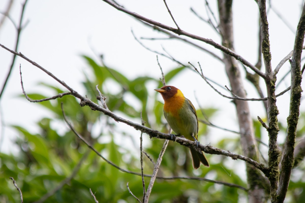 Rufous-headed Tanager - ML393992841