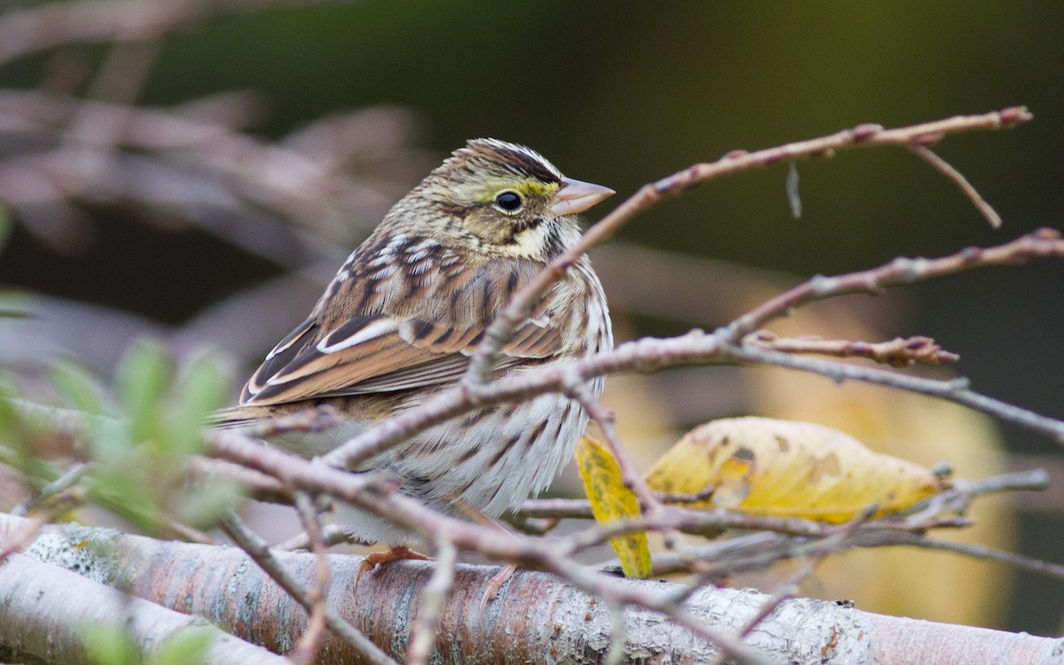 Savannah Sparrow (Savannah) - ML39399361