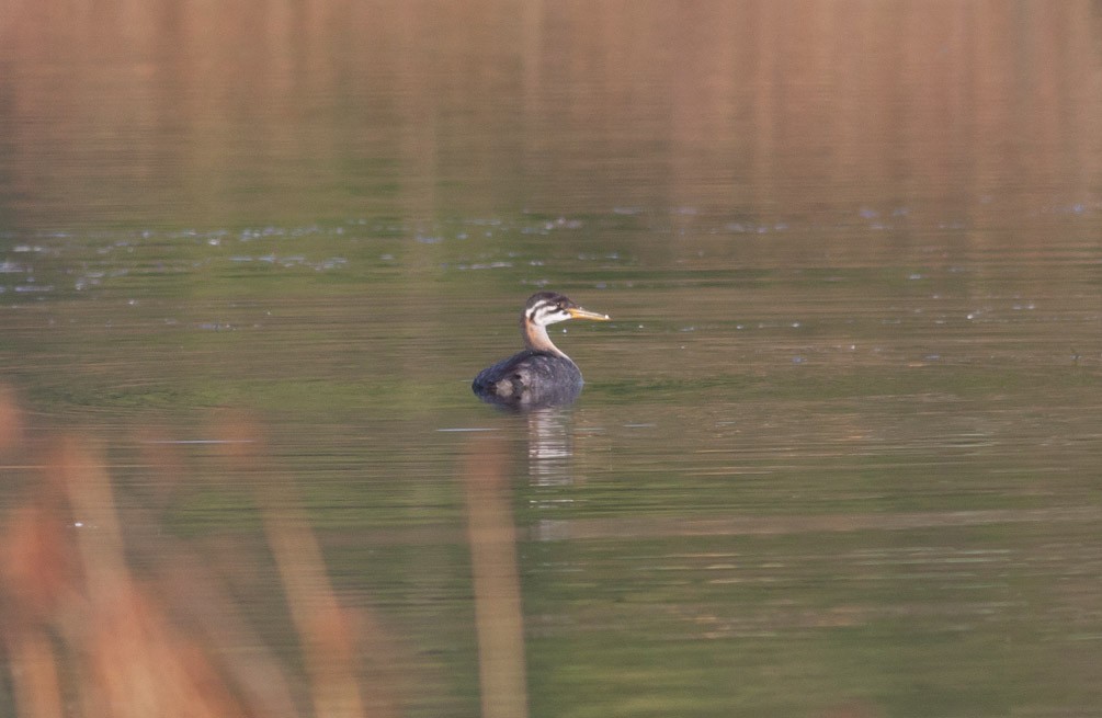 Red-necked Grebe - ML39400021