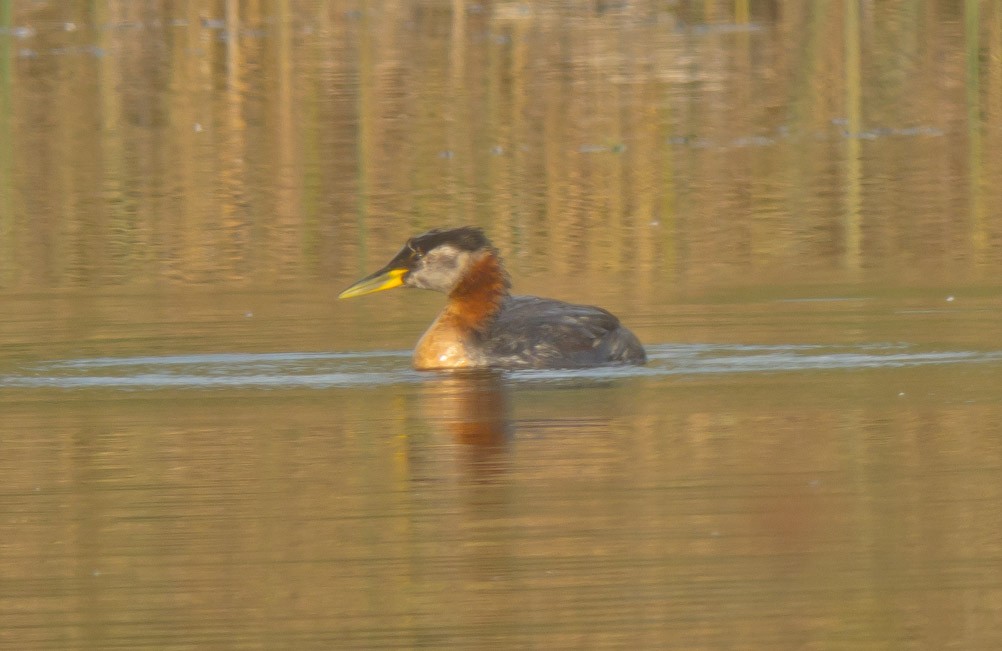 Red-necked Grebe - ML39400031