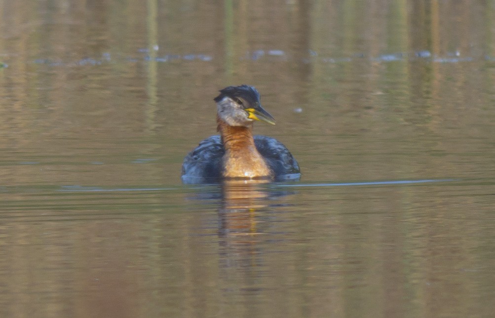 Red-necked Grebe - ML39400051