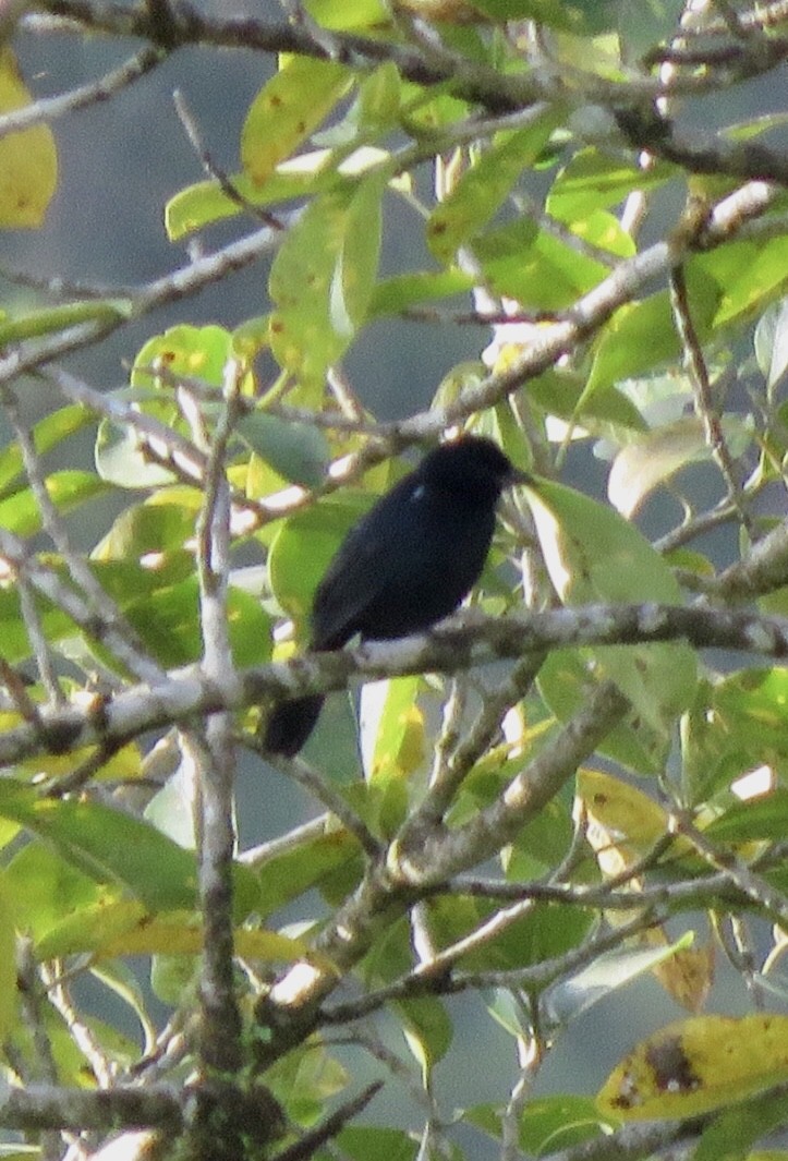 White-lined Tanager - ML394000801