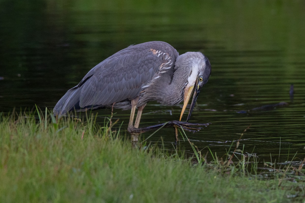 Great Blue Heron - André Turcot
