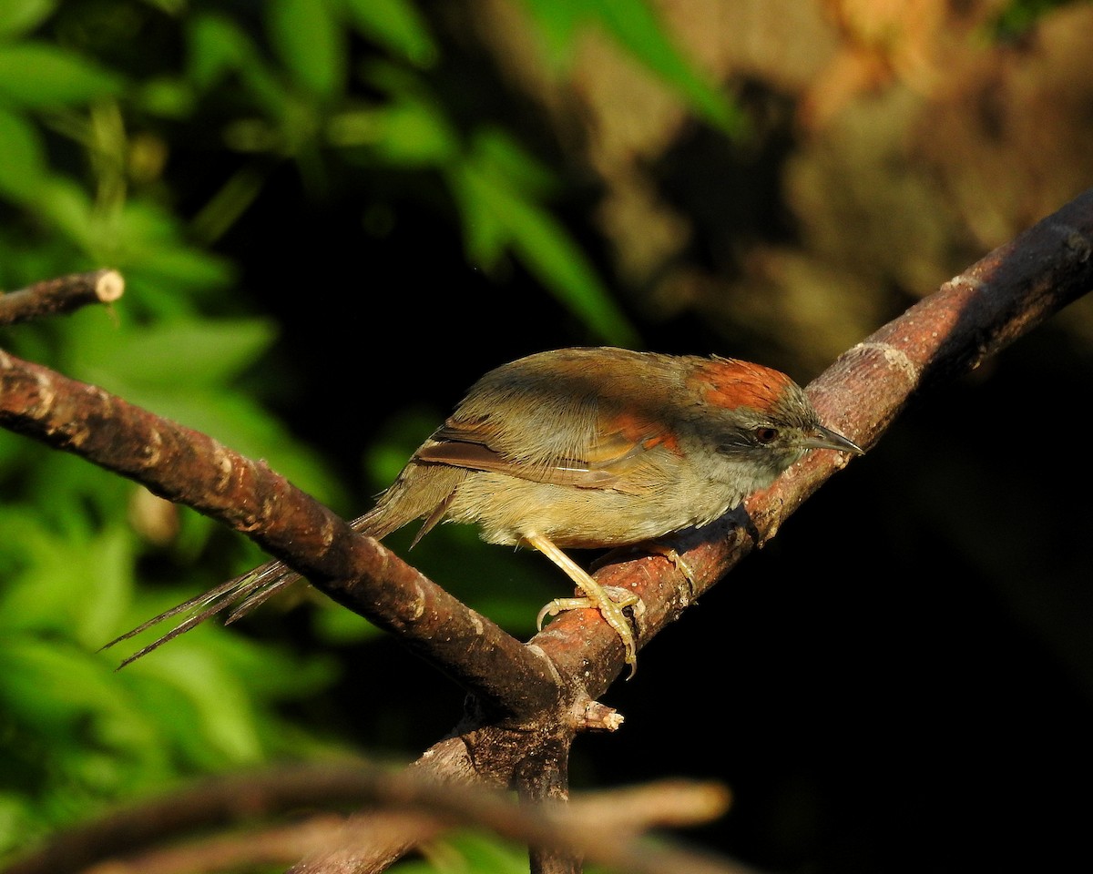 Pale-breasted Spinetail - ML394001411