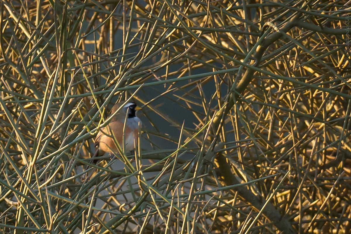 Many-colored Chaco Finch - ML394014411