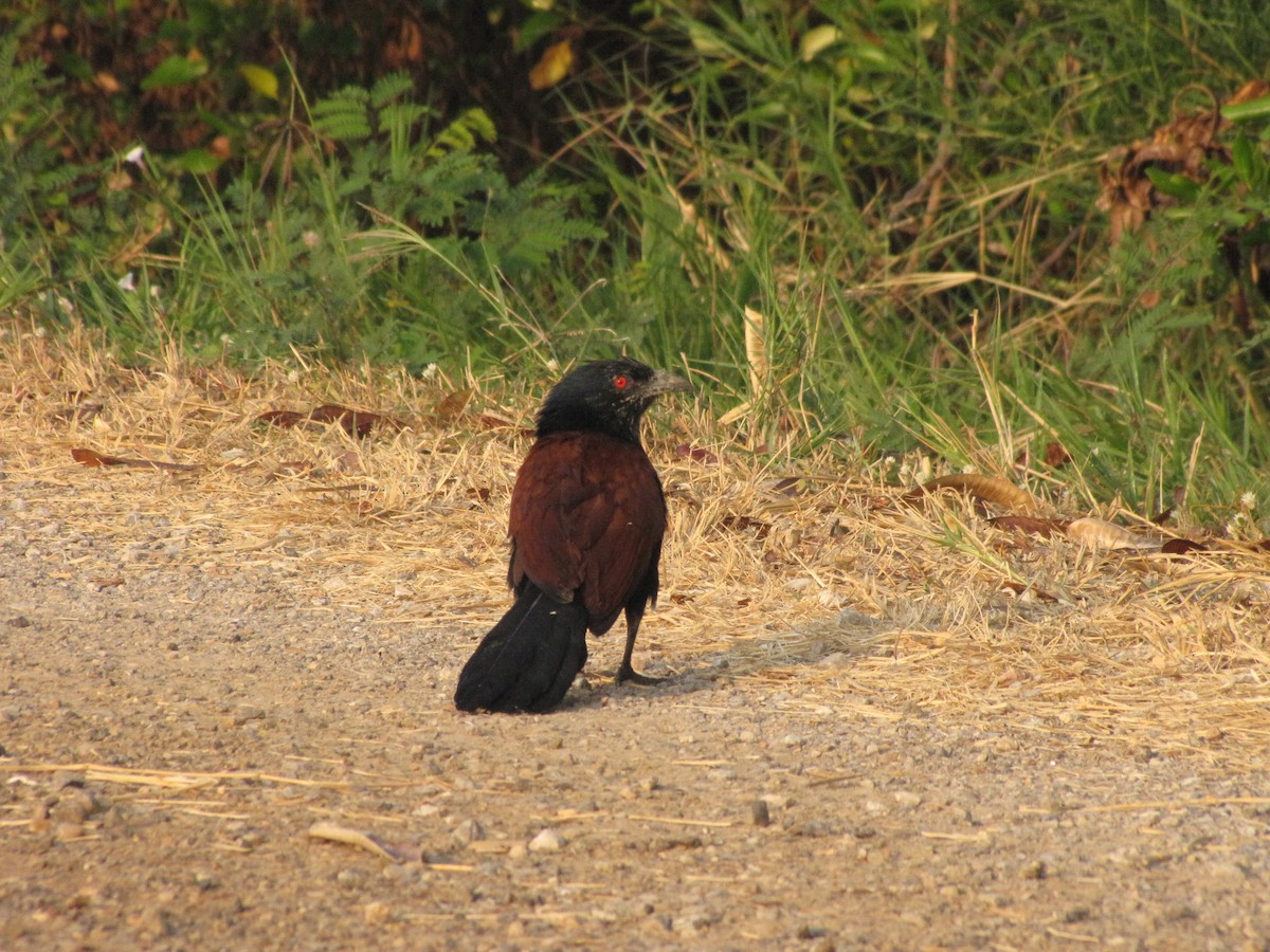 Greater Coucal - ML394022621