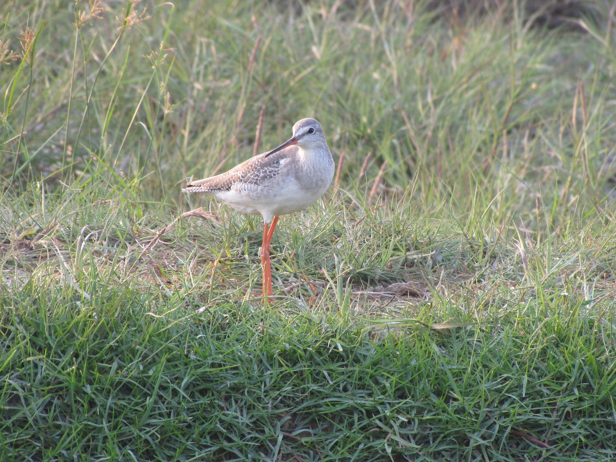 Spotted Redshank - Dave Beeke