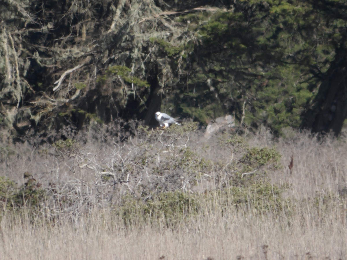 White-tailed Kite - ML394027661