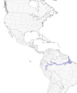 Distribution of the White-winged Parakeet - Range Map