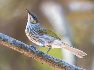  - Streak-breasted Honeyeater