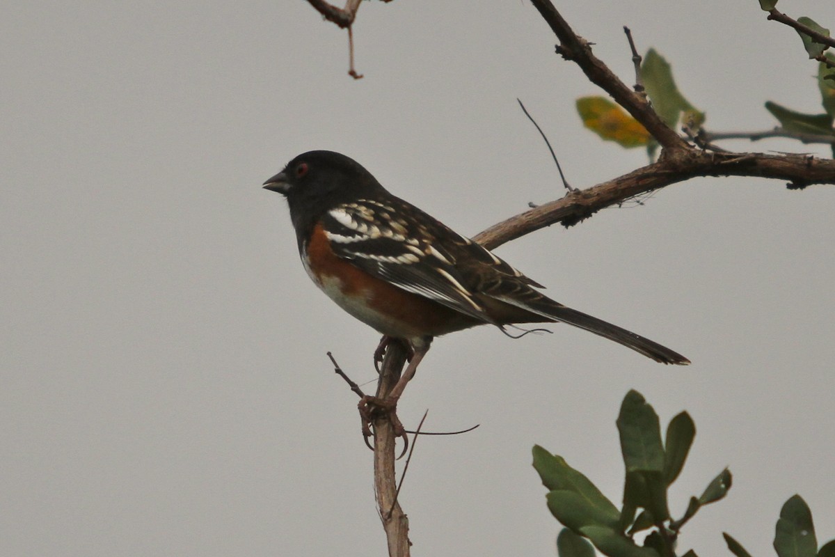 Spotted Towhee - ML394031971