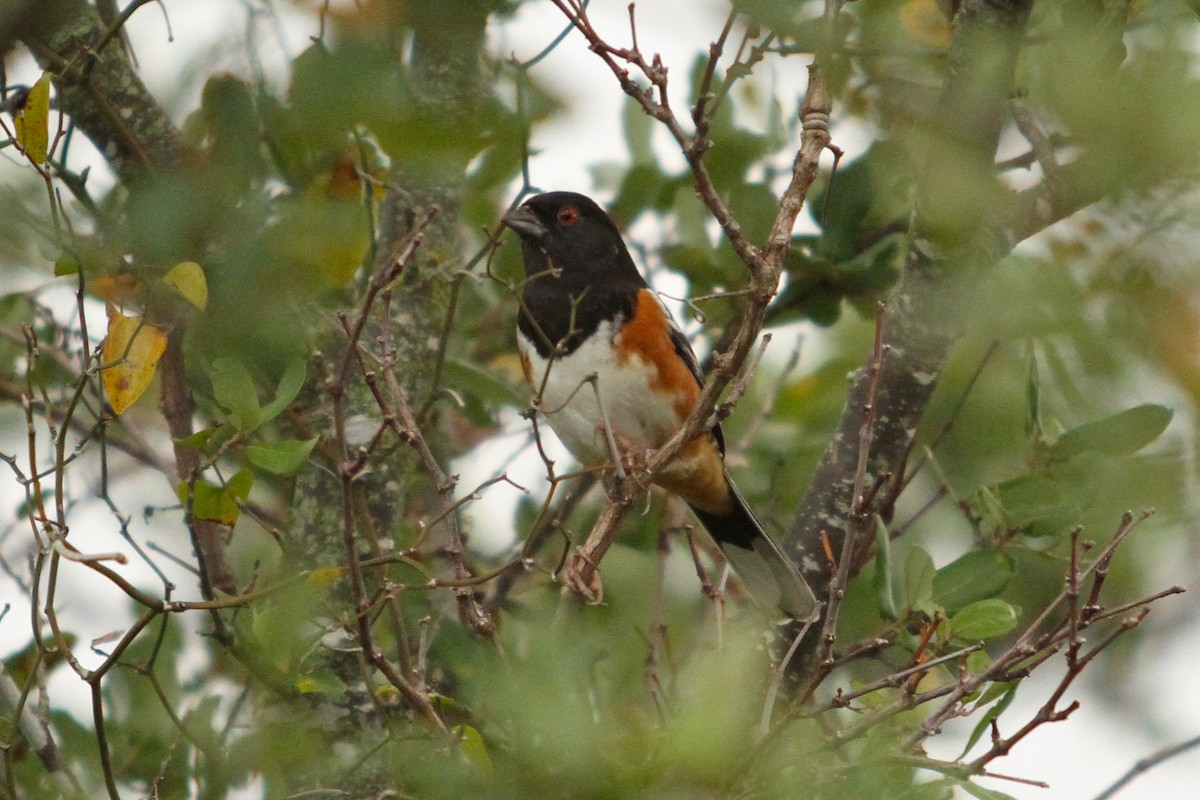 Spotted Towhee - ML394031981