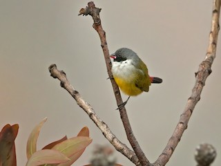  - Angola Waxbill
