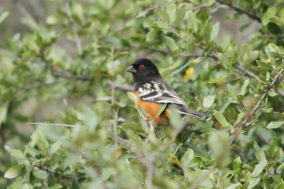Spotted Towhee - ML394032121