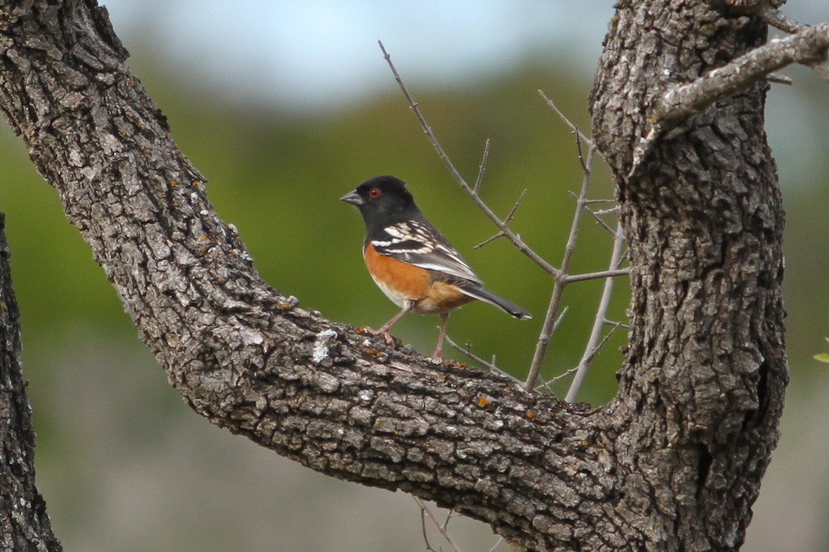 Spotted Towhee - ML394032151