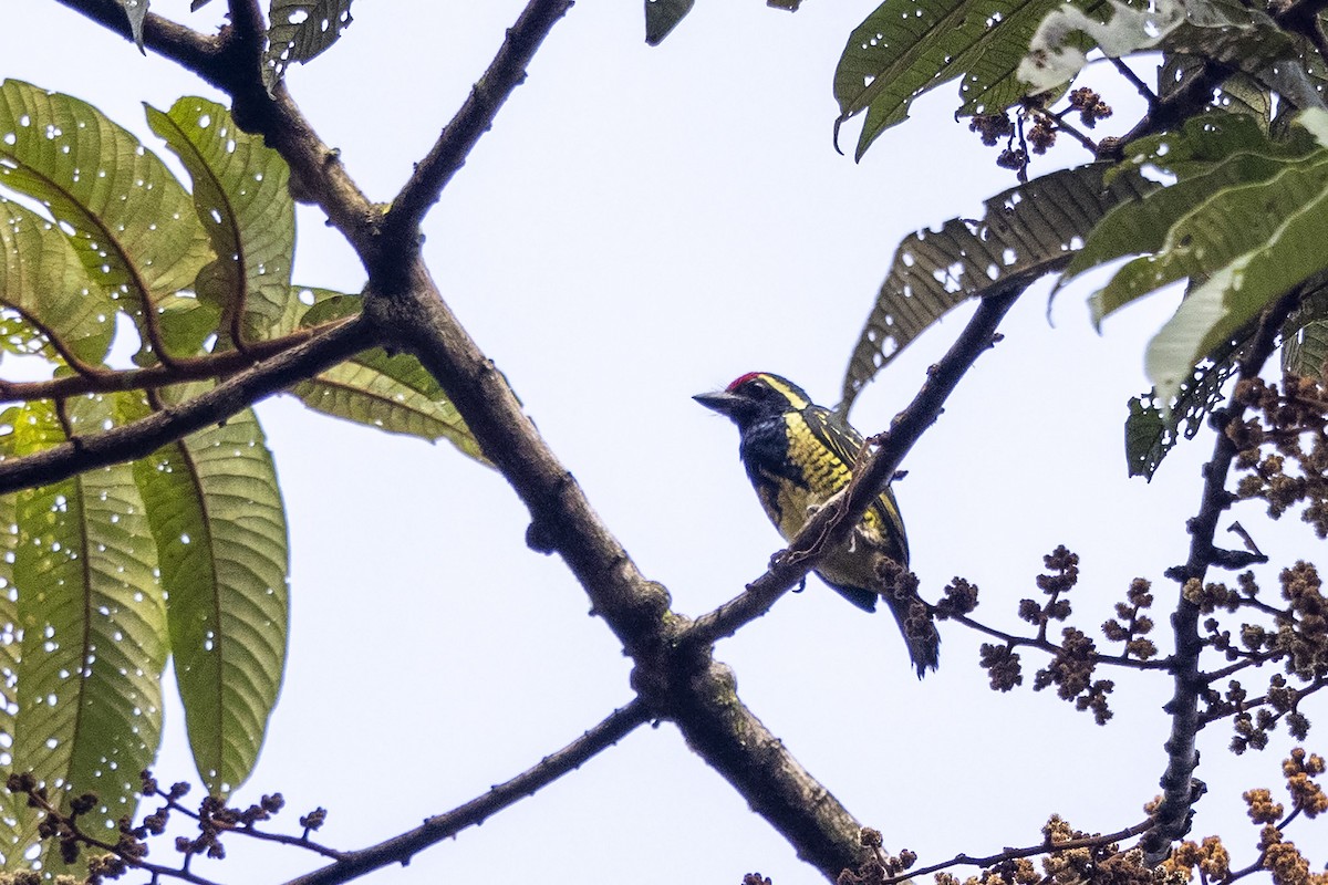 Yellow-spotted Barbet - Niall D Perrins