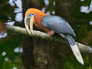  - Rufous-necked Hornbill