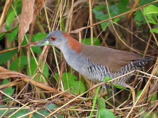  - Gray-breasted Crake